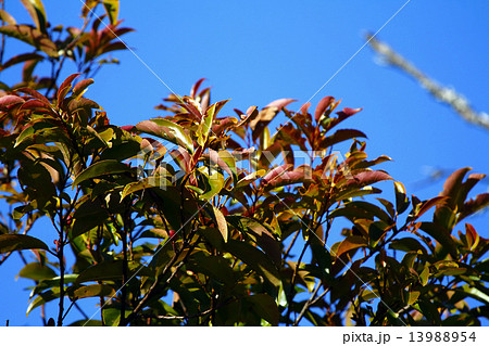 博打の木:身ぐるみ剥がれる 博打の木:身ぐるみ剥がれる 13988954