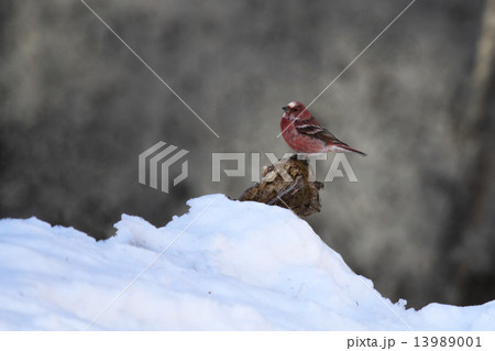 オオマシコ　 13989001