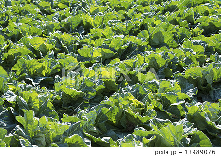 キャベツ 13989076