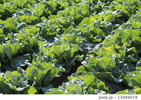 キャベツ キャベツ 13989078