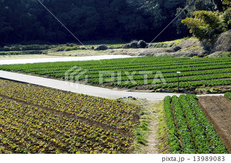 キャベツ 13989083