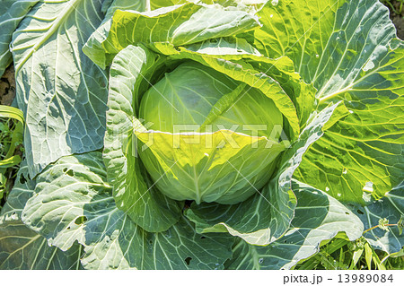 キャベツ 13989084