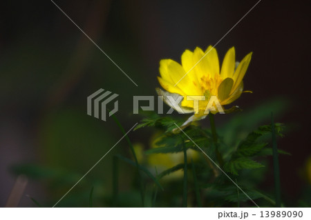 あったかいボケた写真 あったかいボケた写真 13989090