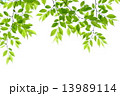 新緑 13989114