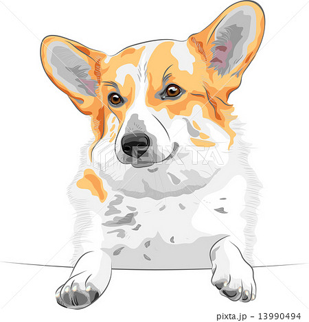 Vector Sketch Dog Pembroke Welsh Corgi Smilingのイラスト素材