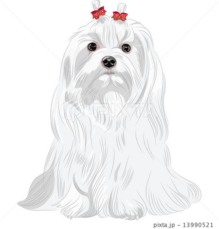 vector serious white dog Maltese breed sitting vector serious white dog Maltese breed sitting 13990521
