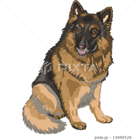 vector color sketch dog German shepherd breed - Stock Illustration  [13990526] - PIXTA