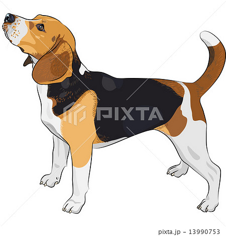 Vector Sketch Dog Beagle Breedのイラスト素材