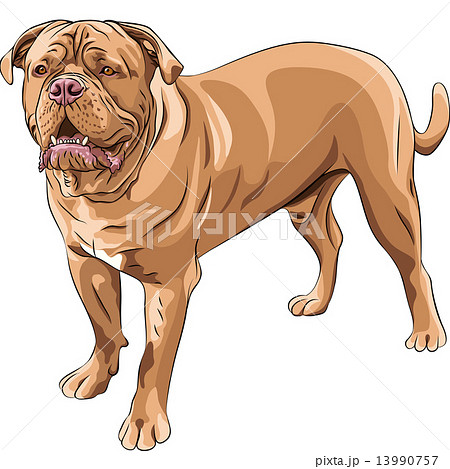 vector dog breed French Mastiffのイラスト素材 [13990757] - PIXTA