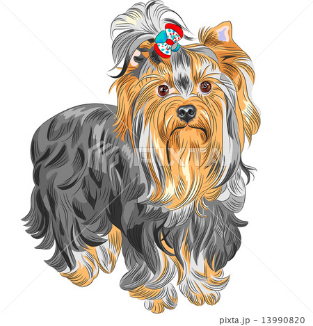 vector cute pedigreed dog Yorkshire terrier 13990820