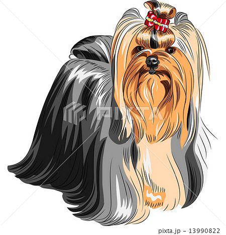 vector pedigreed dog Yorkshire terrier vector pedigreed dog Yorkshire terrier 13990822