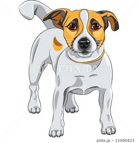 vector sketch dog Jack Russell Terrier breed 13990823