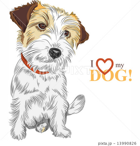 vector sketch dog Jack Russell Terrier breed 13990826