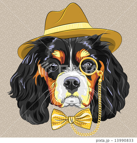 vector funny cartoon hipster dog King Charles Spaniel vector funny cartoon hipster dog King Charles Spaniel 13990833