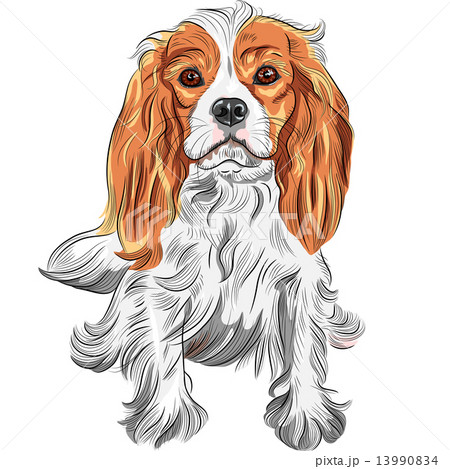 Vector color sketch of the dog Cavalier King Charles Spaniel bre Vector color sketch of the dog Cavalier King Charles Spaniel bre 13990834
