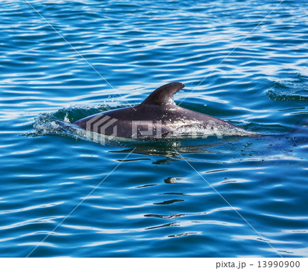 Dolphin 13990900