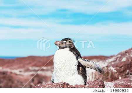 Rockhopper Rockhopper 13990936
