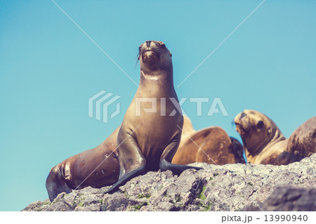 Sea lion 13990940