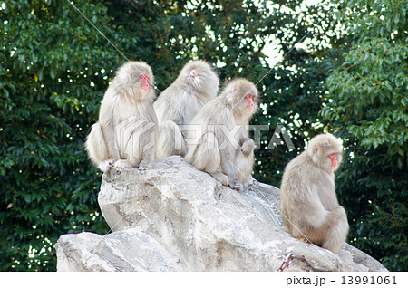 日本猿 13991061