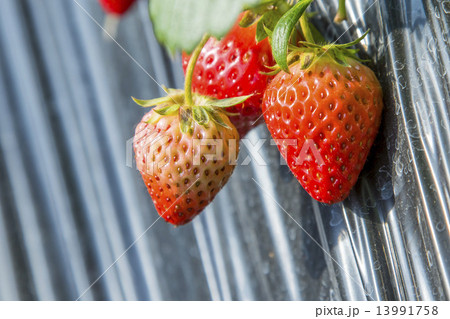 いちご狩り 13991758