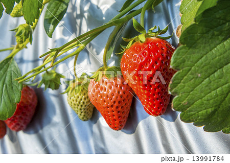 いちご狩り いちご狩り 13991784