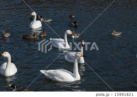 年賀状　酉年　白鳥　カモ 13991821