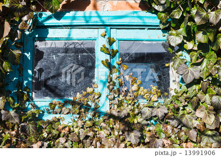 old small wooden window surrounded by ivy 13991906