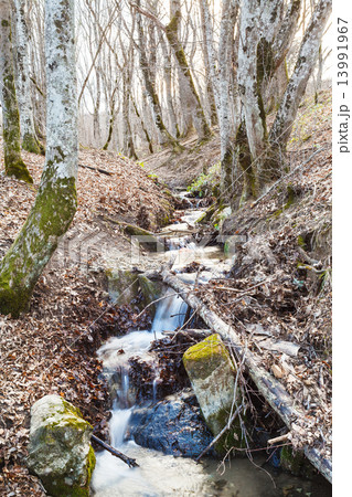 stream in mountain woods in spring stream in mountain woods in spring 13991967