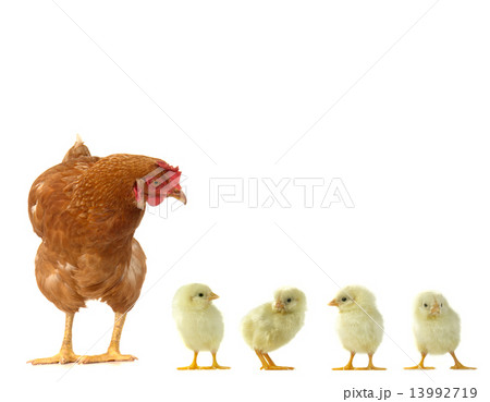 hen and chicks hen and chicks 13992719