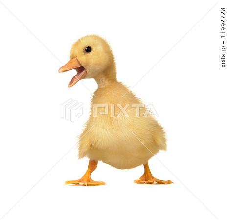 duck duck 13992728