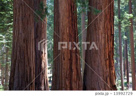 Sequoia National Park in USA Sequoia National Park in USA 13992729
