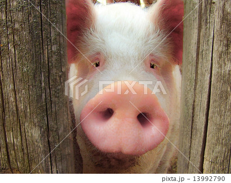 Big pig 13992790