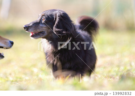 犬　ドッグラン 13992832