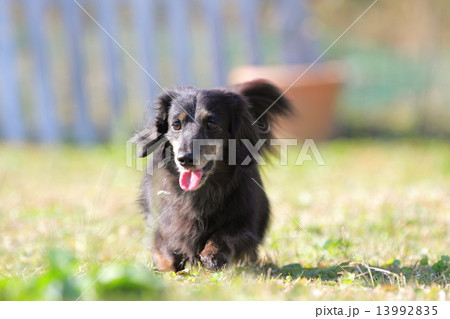 犬　ドッグラン 13992835