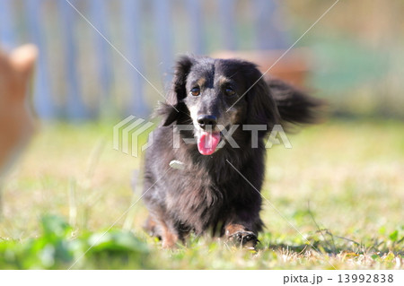 犬　ドッグラン 13992838