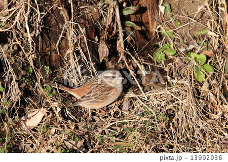 ホオジロ♀ ホオジロ♀ 13992936