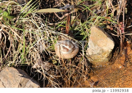 お食事中のホオジロ♀ 13992938