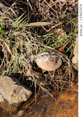 お食事中のホオジロ♀ 13992939
