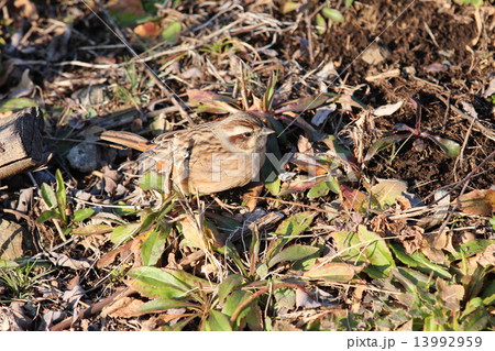 ホオジロ♀ 13992959