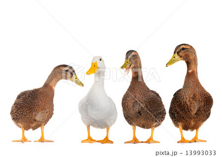 Four ducks Four ducks 13993033