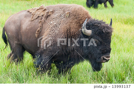 American Bison in the Yellowstone National Park 13993137