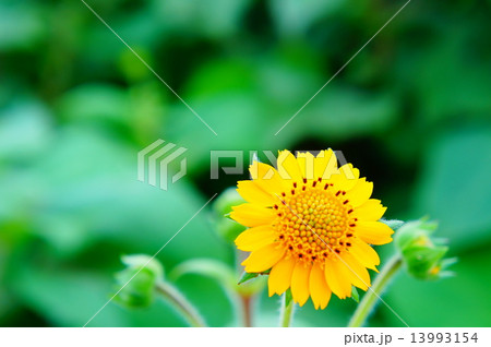 ヤーコンの花 ヤーコンの花 13993154