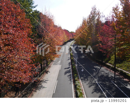 多摩ニュータウンの紅葉　東京・ベッドタウン 13993201