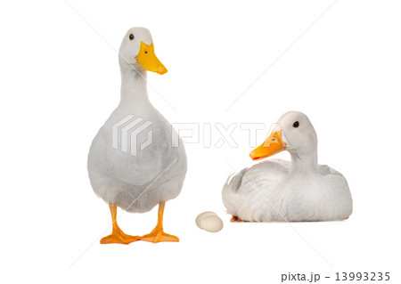 two  duck 13993235