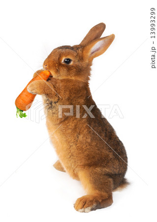 brown rabbit brown rabbit 13993299