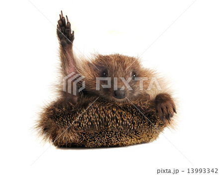 Standing hedgehog 13993342