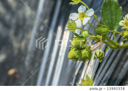 未熟のいちご 13993358