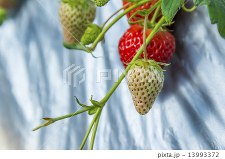未熟のいちご 未熟のいちご 13993372