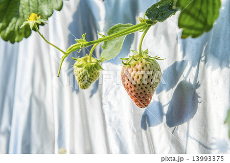 未熟のいちご 未熟のいちご 13993375
