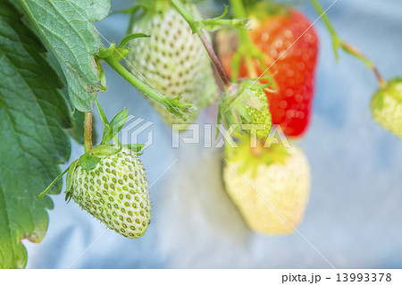 未熟のいちご 未熟のいちご 13993378
